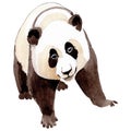 Isolated panda illustration element. Background, texture, wrapper pattern or tattoo.