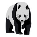 Isolated panda sketch
