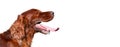 Isolated panting drooling pet dog head banner