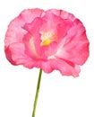 Isolated Papaver nudicaule (Iceland Poppy) on white background. Royalty Free Stock Photo