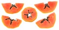 Isolated papaya pieces collection Royalty Free Stock Photo