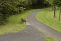 isolated park bench by the road side on the lap of greenery at ormeau park, belfast Royalty Free Stock Photo