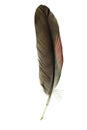 Isolated parrot feather