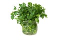 Isolated Parsley