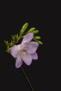 Isolated pastel violet flowering freesia with green buds
