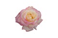 Isolated peace rose blossom Royalty Free Stock Photo