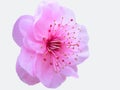 Isolated peachblossom Royalty Free Stock Photo