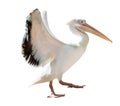 Isolated pelican with open wings Royalty Free Stock Photo