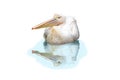 Isolated Pelican Royalty Free Stock Photo