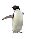 Isolated penguin Adelie with clipping path