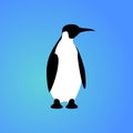 Isolated penguin on blue background. Sea animal, bird. Colorful penguin flat design