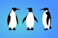 Isolated penguin on blue background. Set of sea animal, bird. Group of colorful penguin flat design