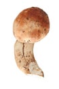 Isolated penny mushroom Royalty Free Stock Photo