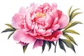 Isolated Peony Flower on Transparent Background, Generative Ai