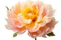 Isolated Peony Flower on Transparent Background, Generative Ai