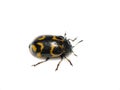 Isolated pest leaf beetle Chrysomela lapponica Royalty Free Stock Photo