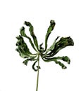 Isolated petal on a white background dry flower with crumpled parts of dry leaves and petals with a part of dry stem