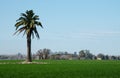 Isolated Phoenix palm tree on green meadow