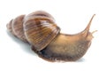 Isolated photo of big snail Royalty Free Stock Photo