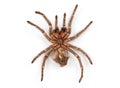 Isolated photo of brown spider`s molt Royalty Free Stock Photo