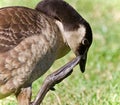 Isolated photo of a Canada goose cleaning feathers Royalty Free Stock Photo