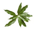 An isolated photo of mago leaves. Royalty Free Stock Photo