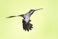 An isolated photo of a male Long-billed Starthroat hummingbird, Heliomaster longirostris, in defensive posture Royalty Free Stock Photo