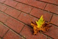  photo of a maple leaf falling to the ground which is yellowish brown in color. Maple leaves have three to five pointed