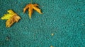  photo of a maple leaf falling to the ground which is yellowish brown in color. Maple leaves have three to five pointed