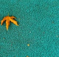  photo of a maple leaf falling to the ground which is yellowish brown in color. Maple leaves have three to five pointed