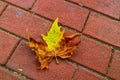  photo of a maple leaf falling to the ground which is yellowish brown in color. Maple leaves have three to five pointed