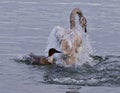 Isolated photo of a trumpeter swan under attack of a crazy duck