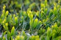 Isolated Photograph of Australian Plants by the Beach