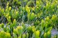 Isolated Photograph of Australian Plants by the Beach