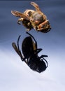 An isolated photograph of a wasp. Wasp hovering in the air