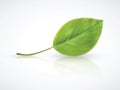 Isolated photorealistic green leaf Royalty Free Stock Photo