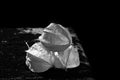 Isolated Physalis on the table black and white Royalty Free Stock Photo