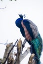 Beautiful indian peacock Royalty Free Stock Photo