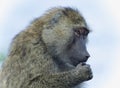 Isolated picture with a funny baboon looking aside Royalty Free Stock Photo