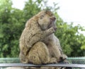 Isolated picture with a funny baboon looking aside Royalty Free Stock Photo