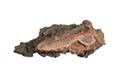 isolated pieces of pine bark Royalty Free Stock Photo