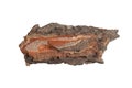 isolated pieces of pine bark Royalty Free Stock Photo