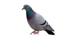 Isolated Pigeon