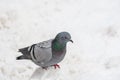 Isolated pigeon bird on the snow in winter Royalty Free Stock Photo