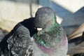 Isolated pigeon in Venice, close up Royalty Free Stock Photo