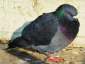 Isolated pigeon in Venice Royalty Free Stock Photo