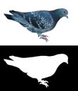 Isolated Pigeon w transparency Royalty Free Stock Photo