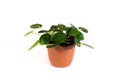 Isolated Pilea Plant on a White Background Royalty Free Stock Photo