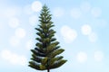 Isolated pine, araucaria heterophylla, on blue background with bokeh