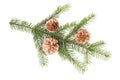 Isolated pine branch Royalty Free Stock Photo